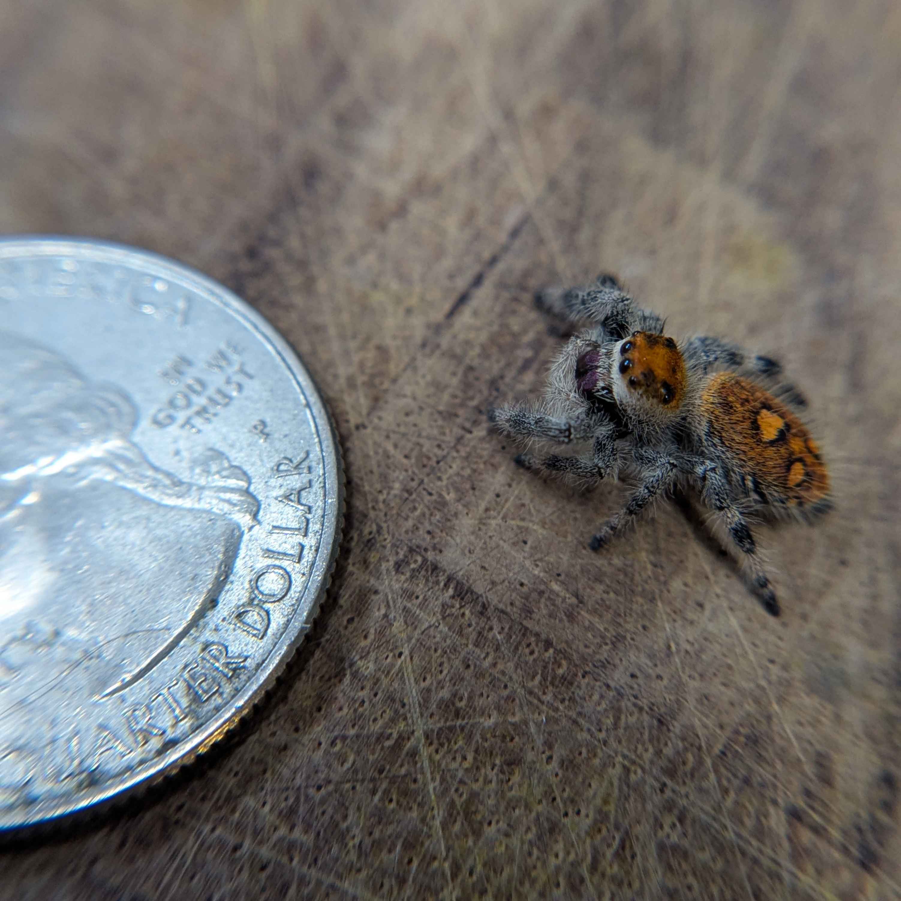 ~Auction~ Regal Jumping Spider "Carrot Cake”