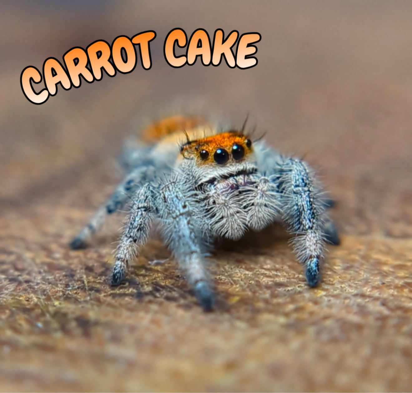 ~Auction~ Regal Jumping Spider "Carrot Cake”