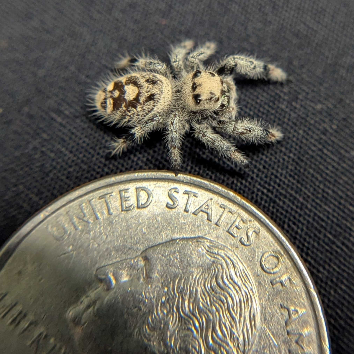 Regal Jumping Spider "Spirit"