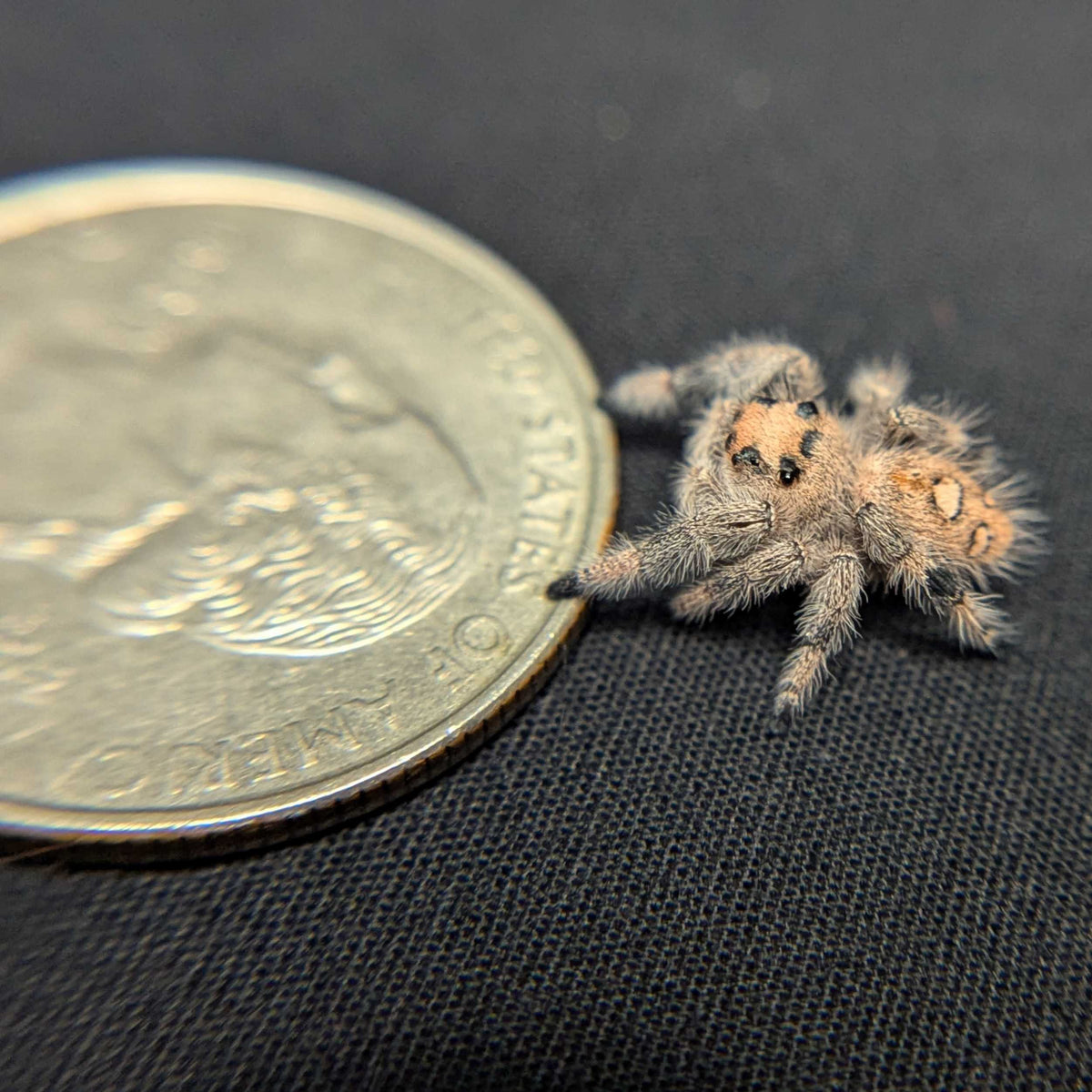 Regal Jumping Spider "Khaki"