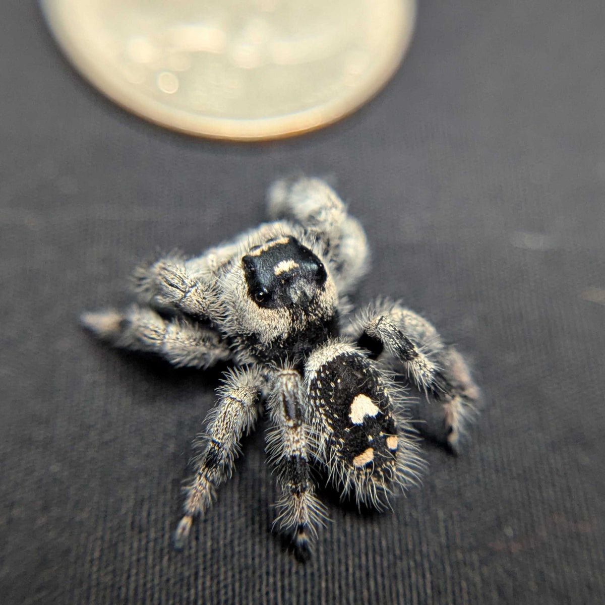 Regal Jumping Spider “Blackberry Pie”