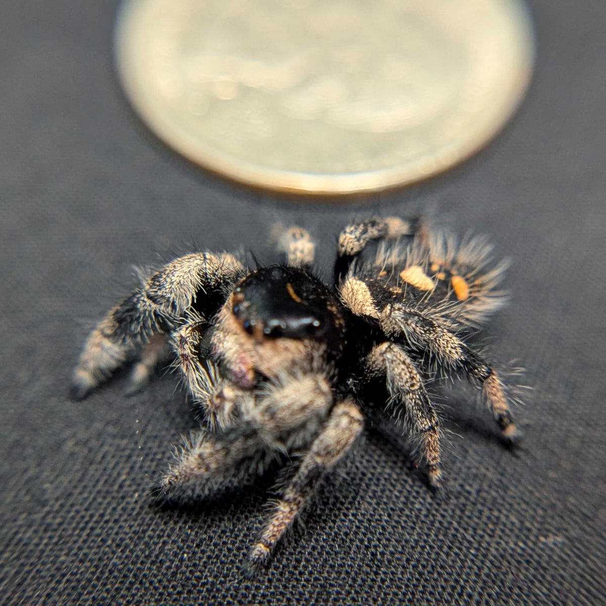 Regal Jumping Spider "Ambrimyst"
