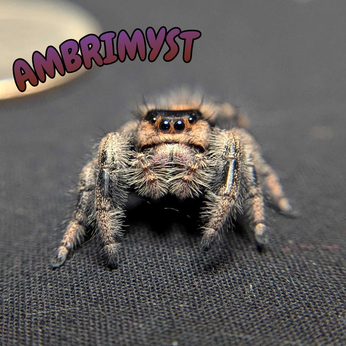 Regal Jumping Spider "Ambrimyst"