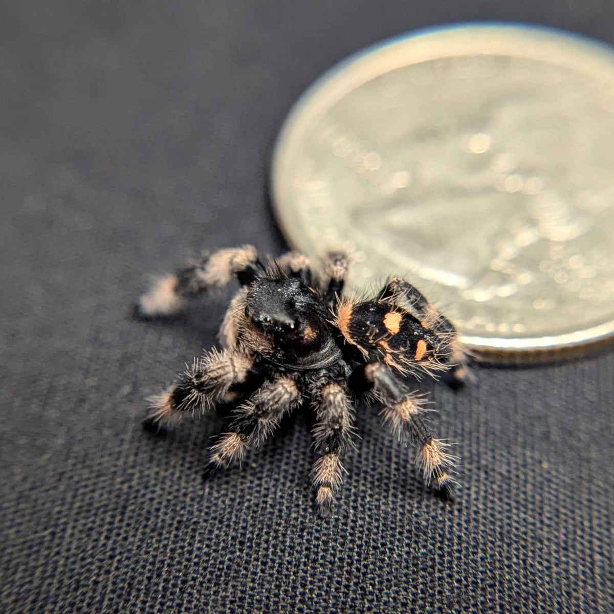 Regal Jumping Spider "Hocus"