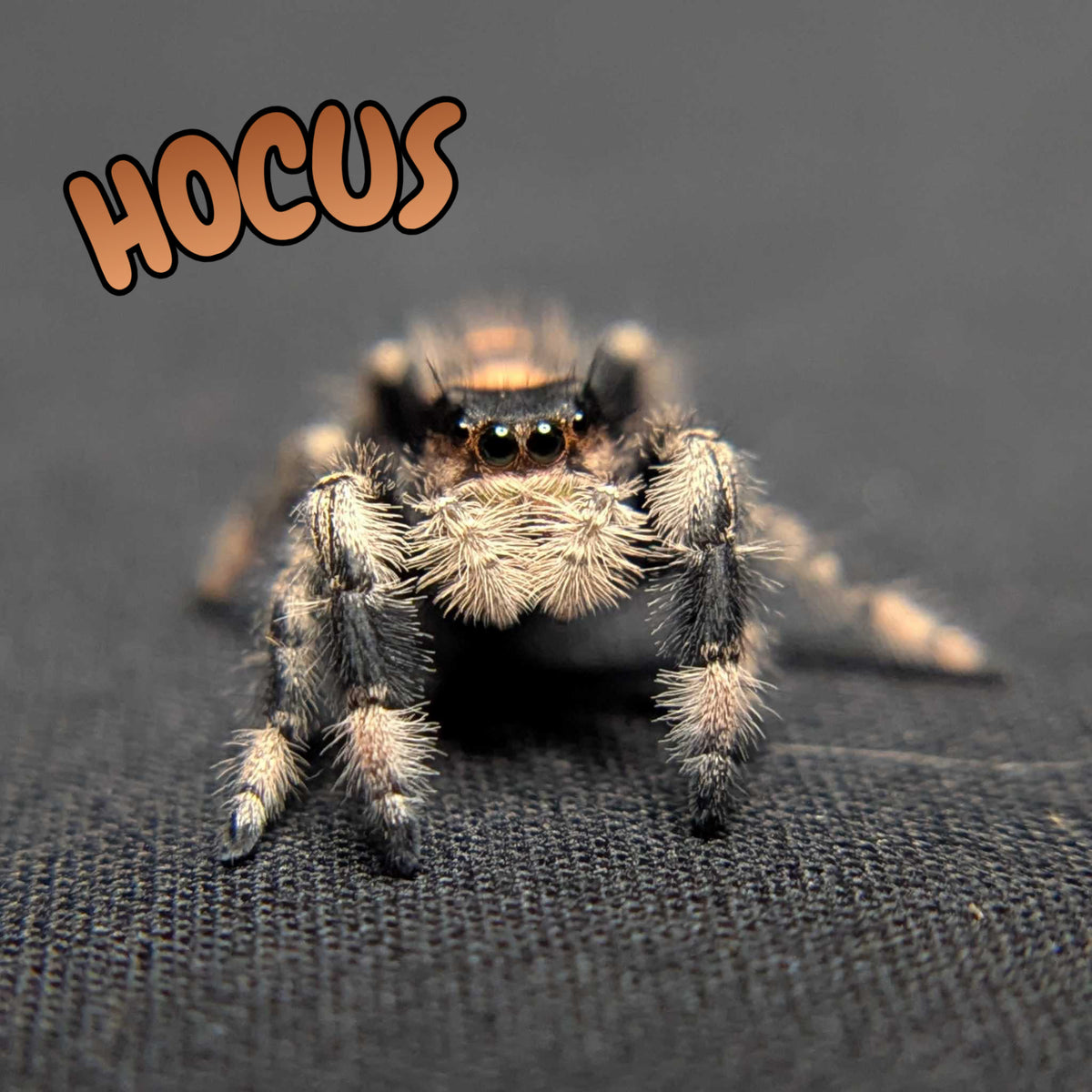 Regal Jumping Spider "Hocus"