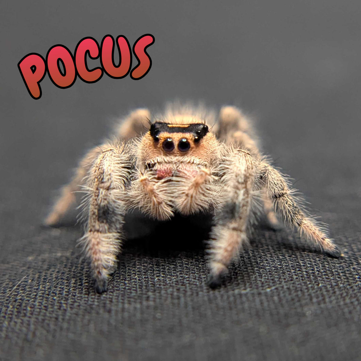 Regal Jumping Spider "Pocus"