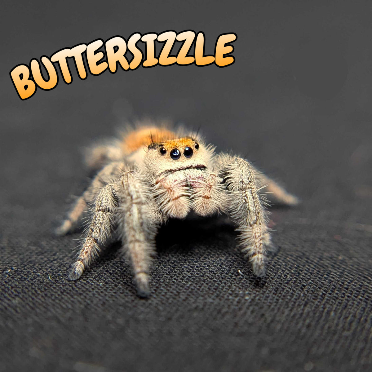 Regal Jumping Spider "Buttersizzle"