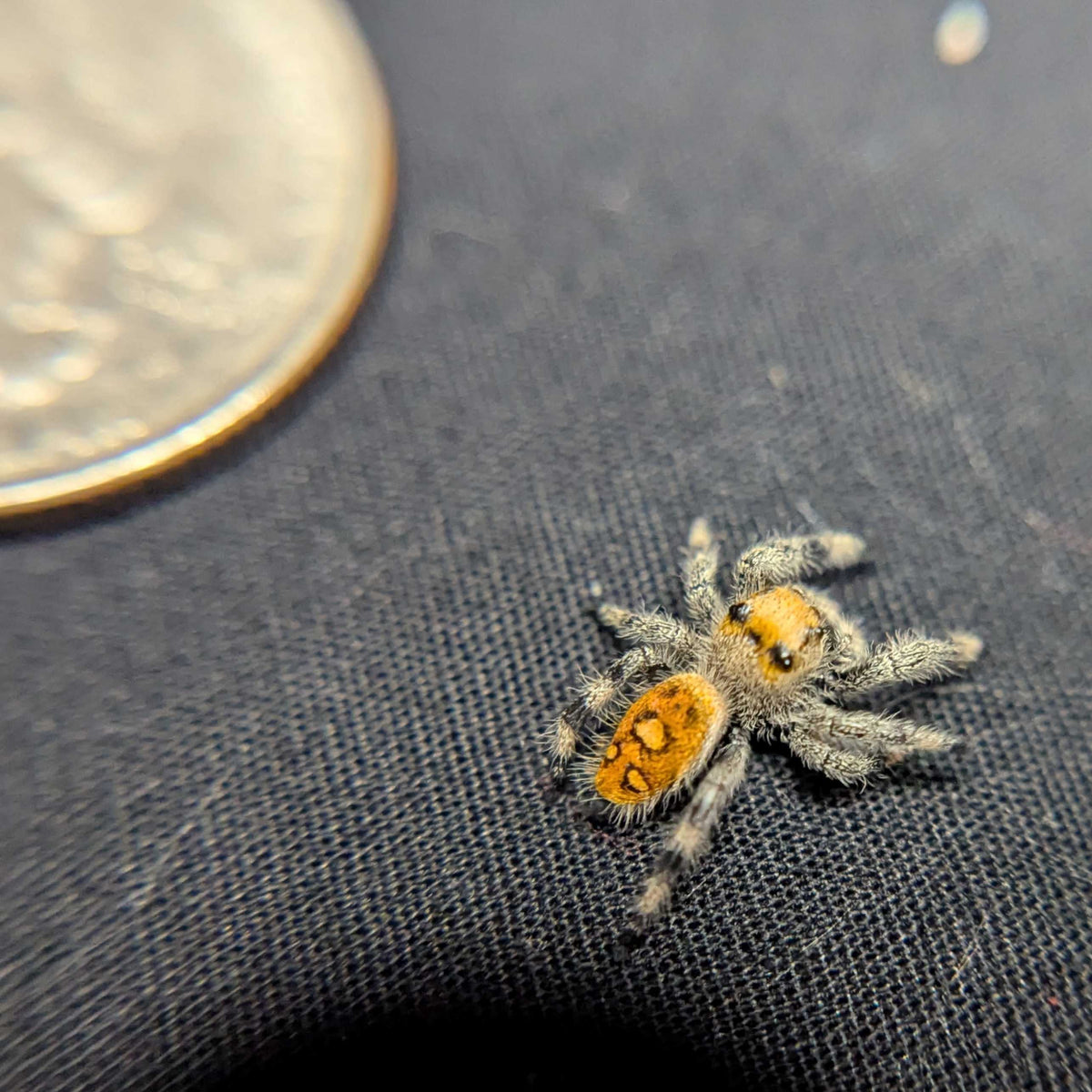 Regal Jumping Spider "Insignia"