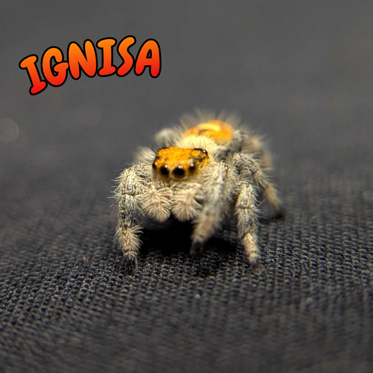 Regal Jumping Spider "Ignisa"