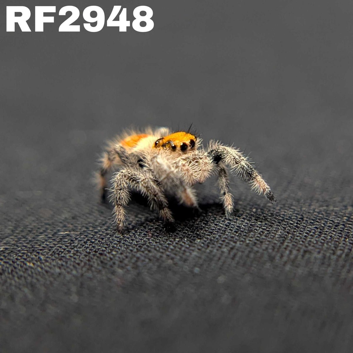Regal Jumping Spider "Cornbread"
