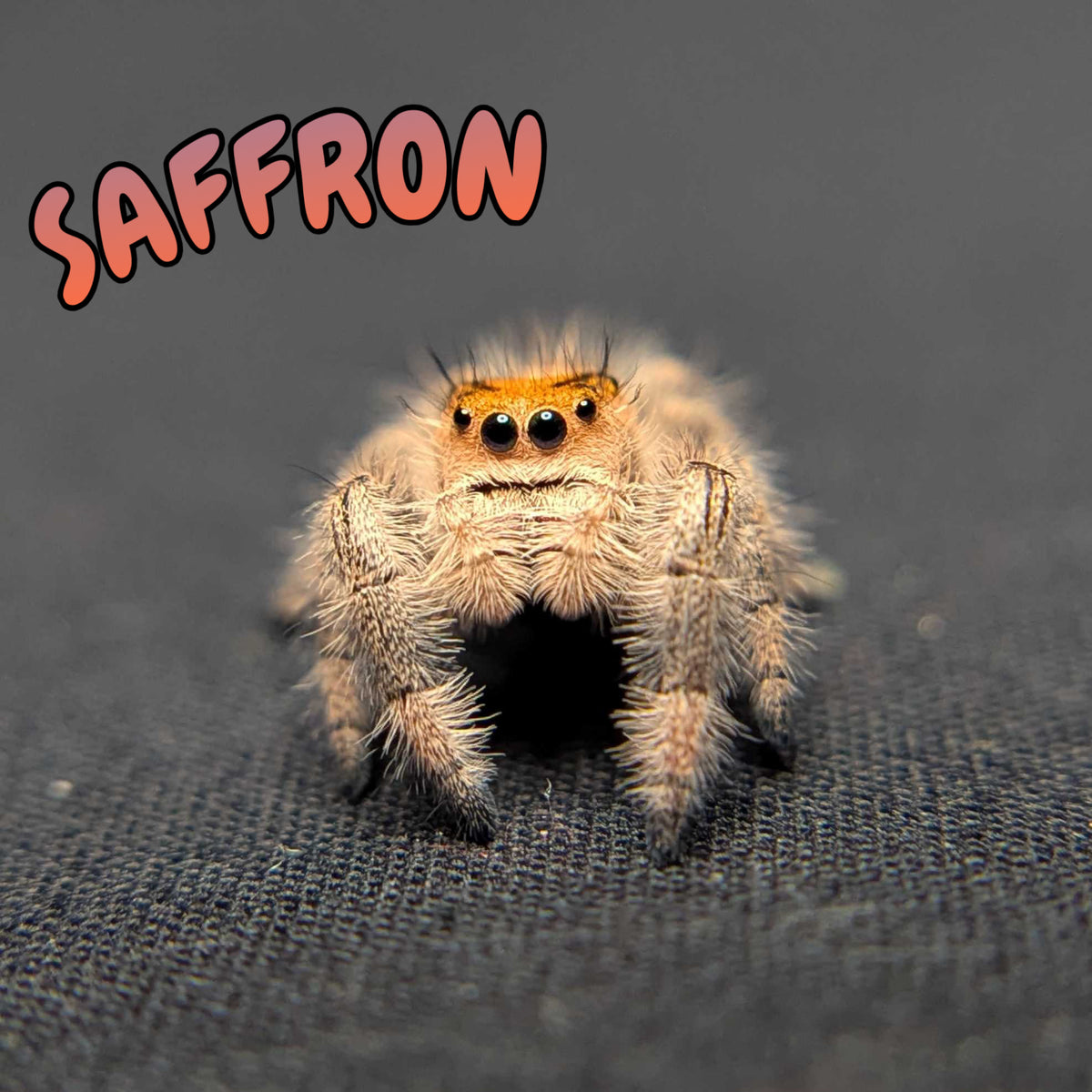 Regal Jumping Spider "Saffron"