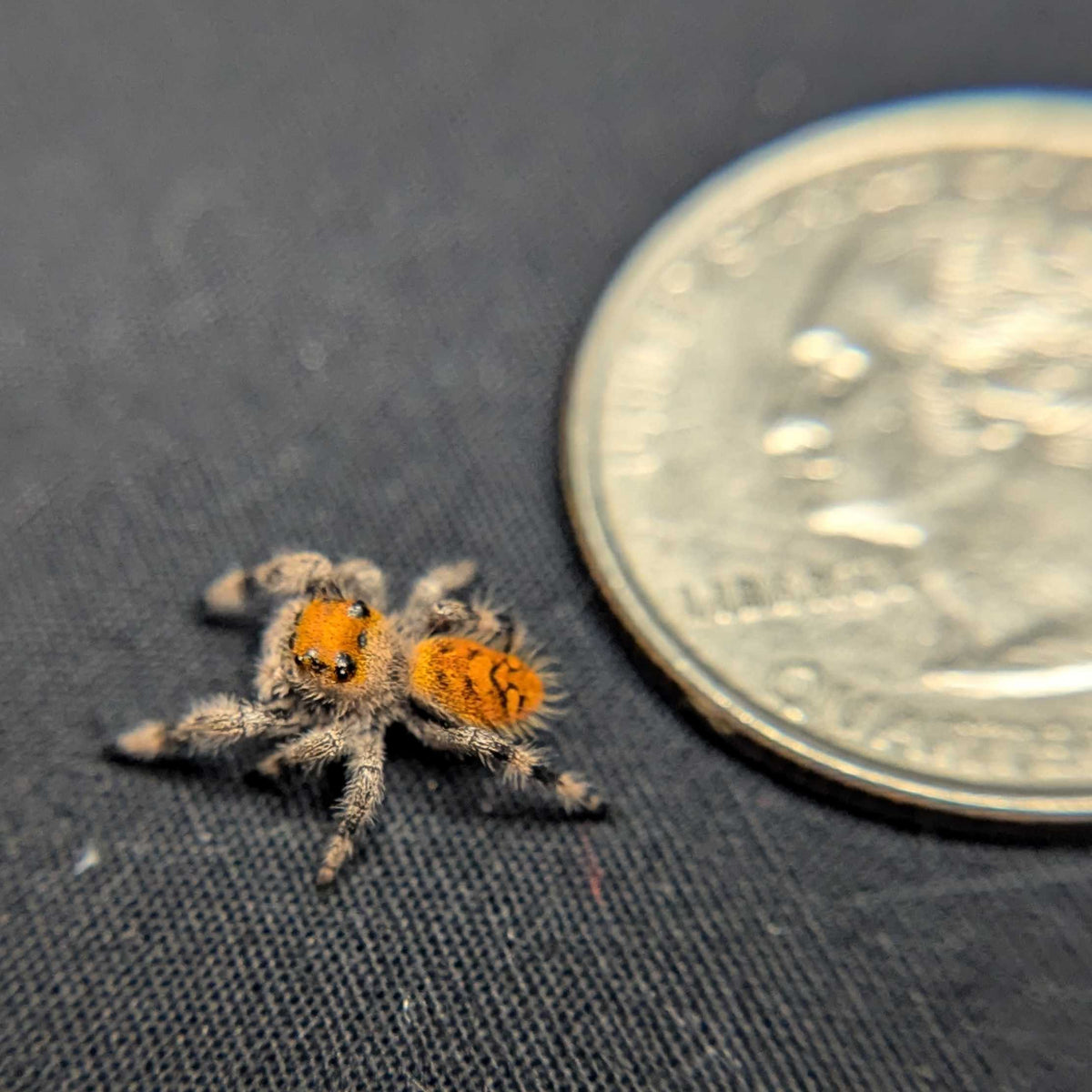 Regal Jumping Spider "Manzana"