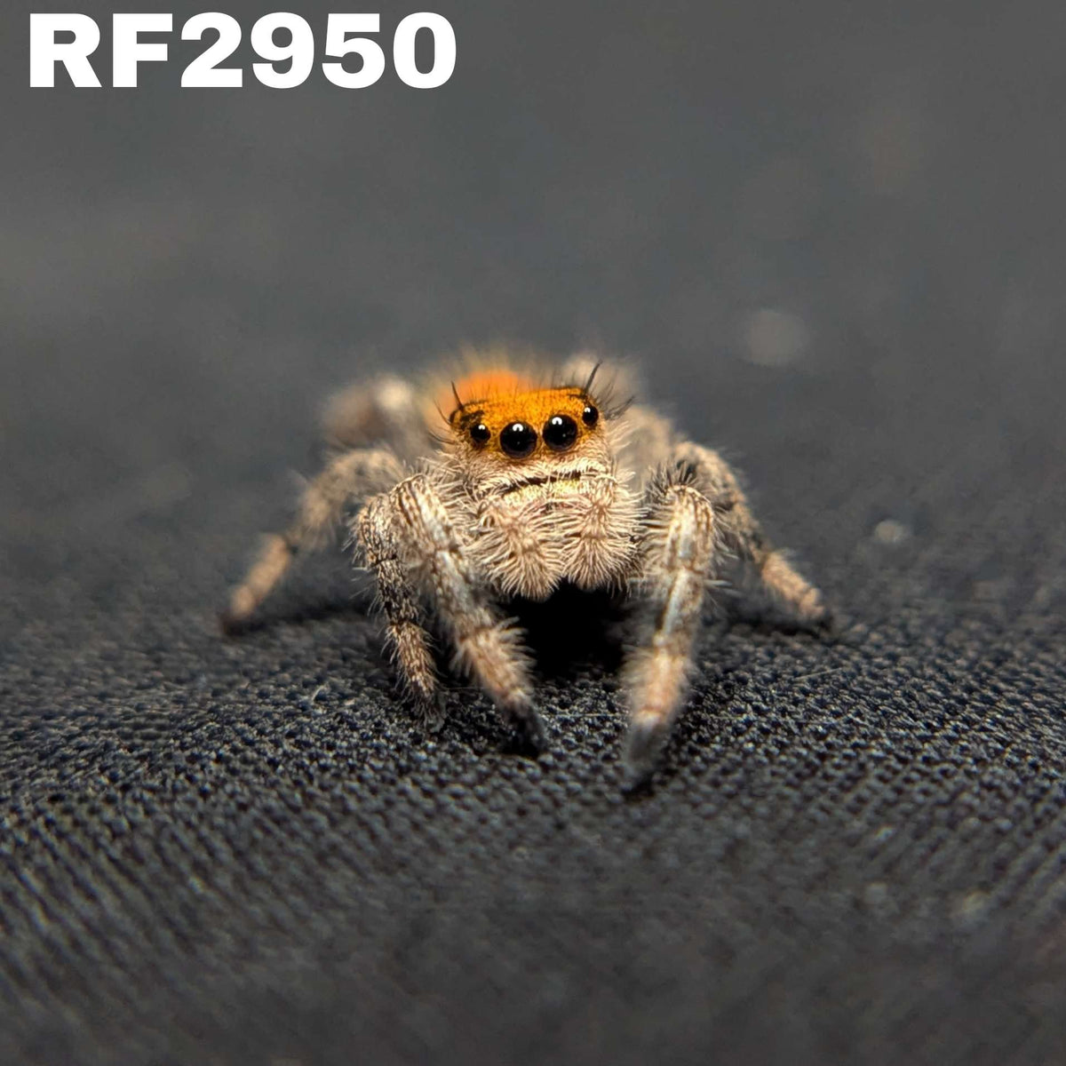 Regal Jumping Spider "Manzana"