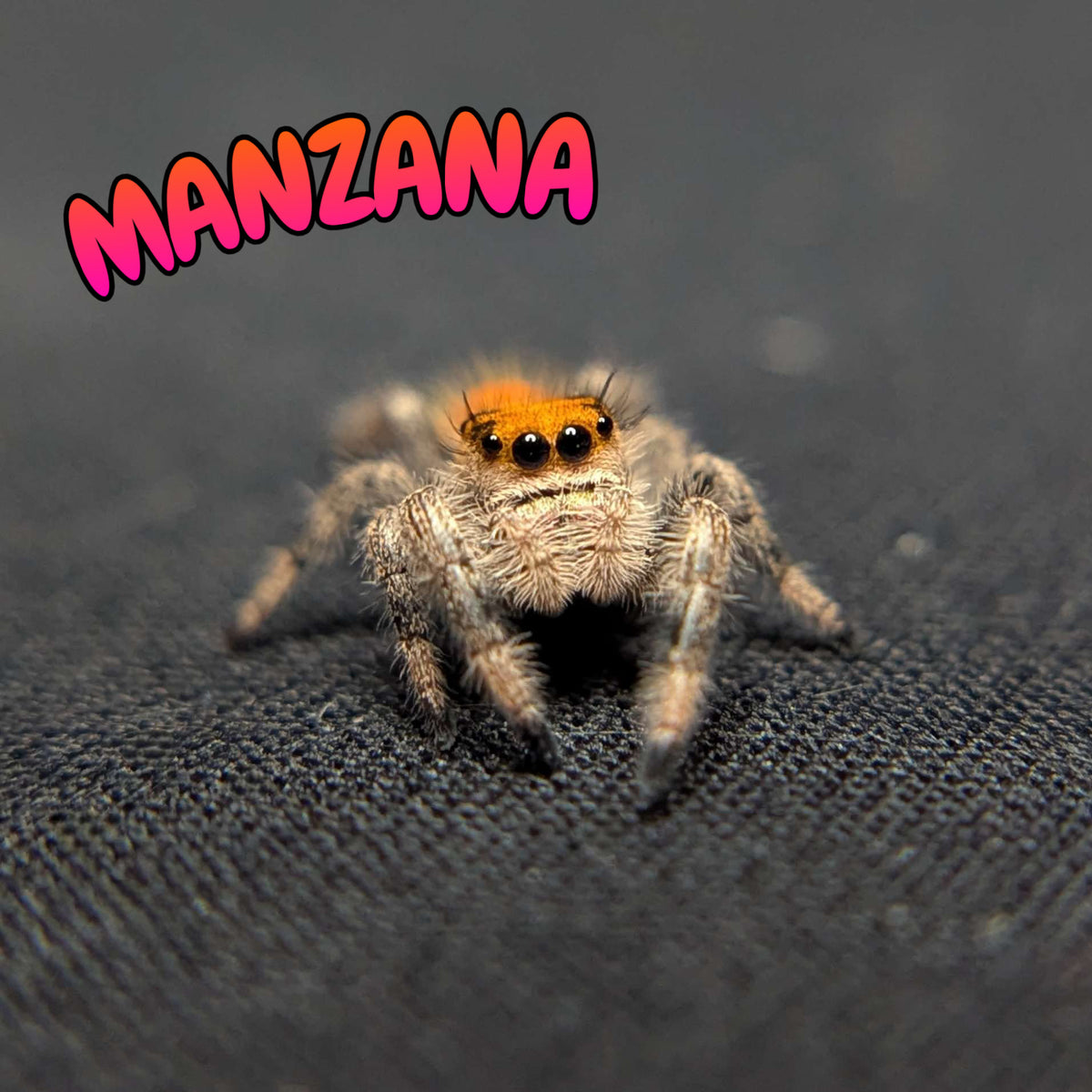 Regal Jumping Spider "Manzana"