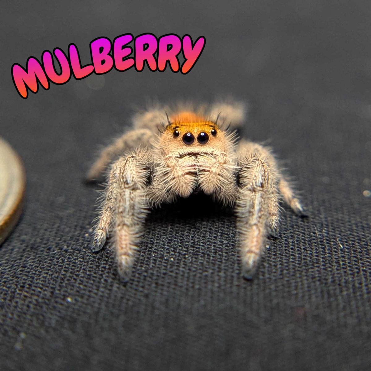 Regal Jumping Spider "Mulberry"