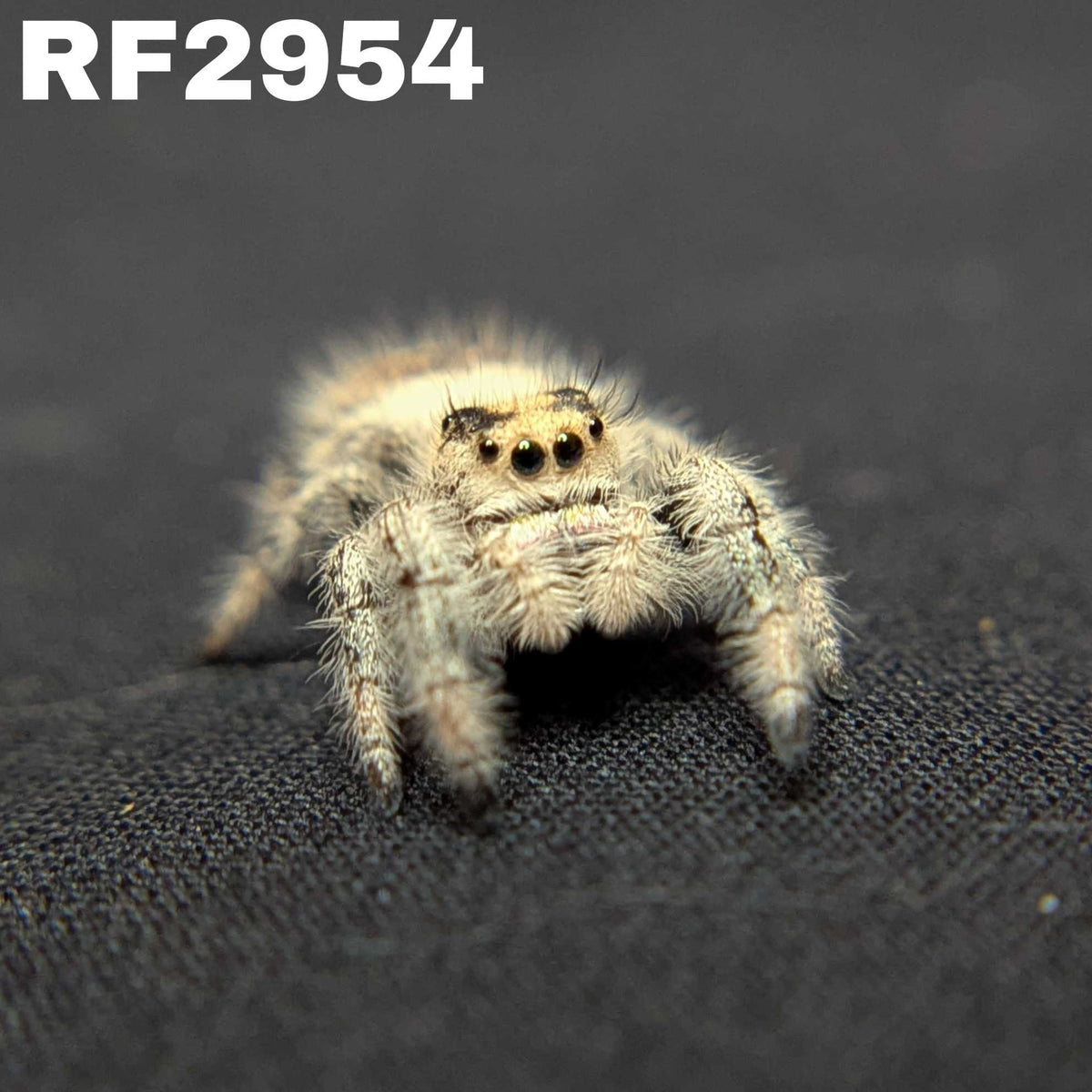 Regal Jumping Spider "Kisses"
