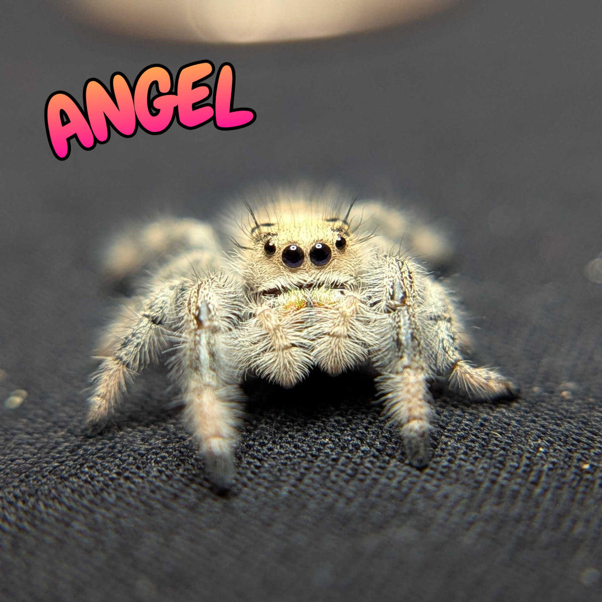 Regal Jumping Spider "Angel"