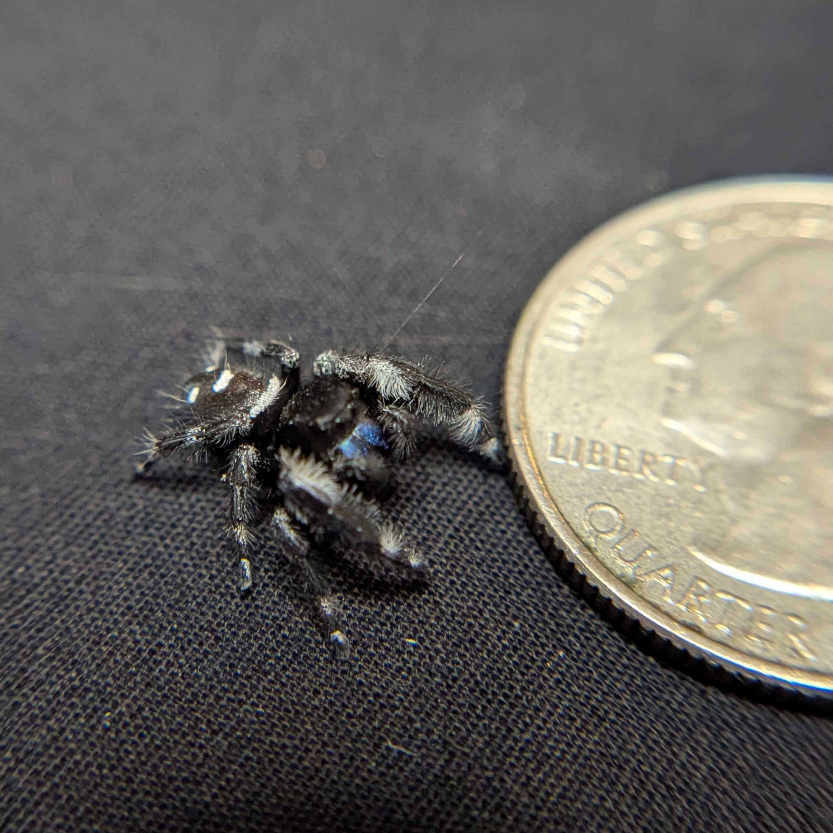 Regal Jumping Spider "Sapphire" (Rare)