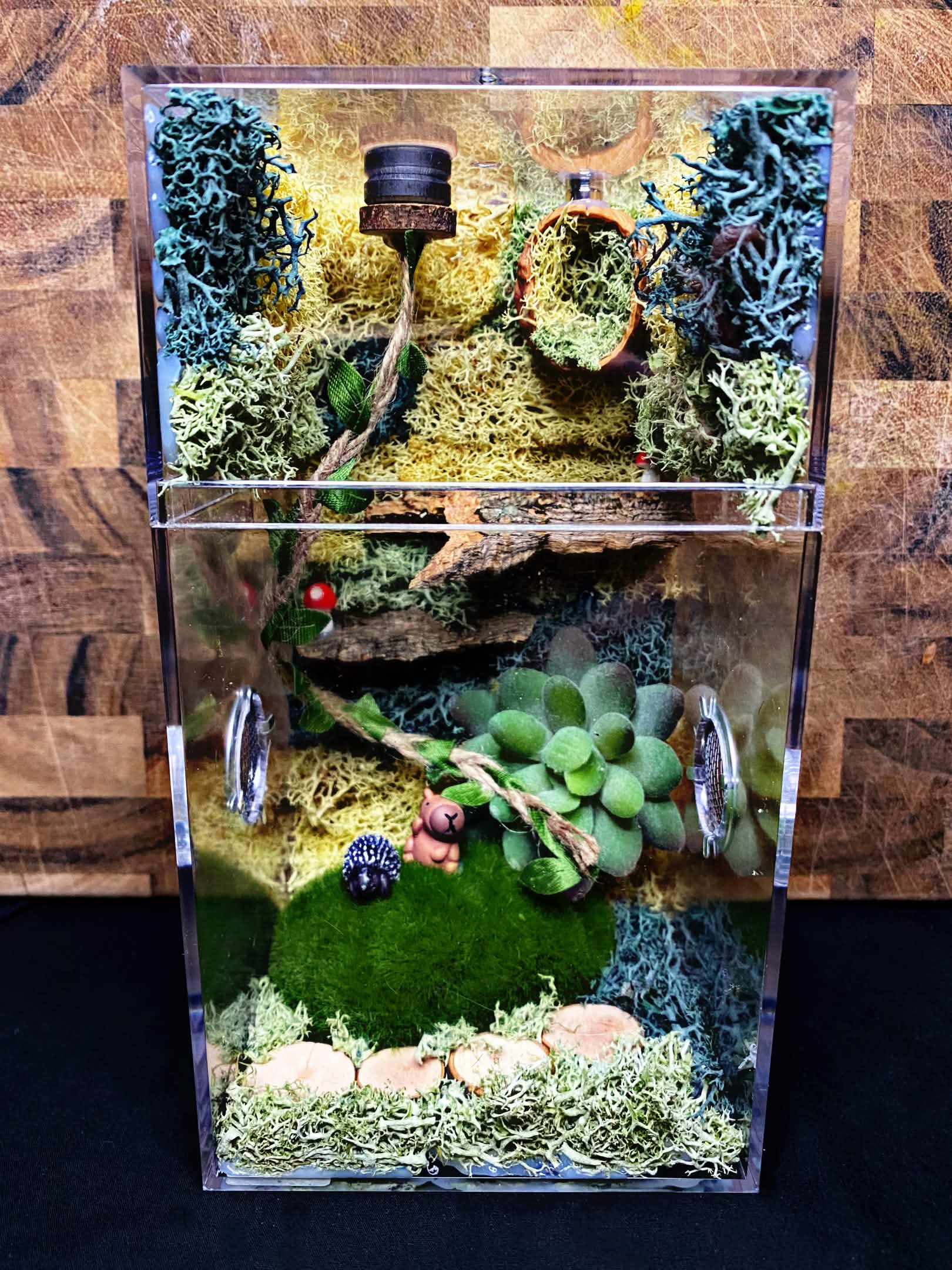 Custom Jumping Spider Enclosure