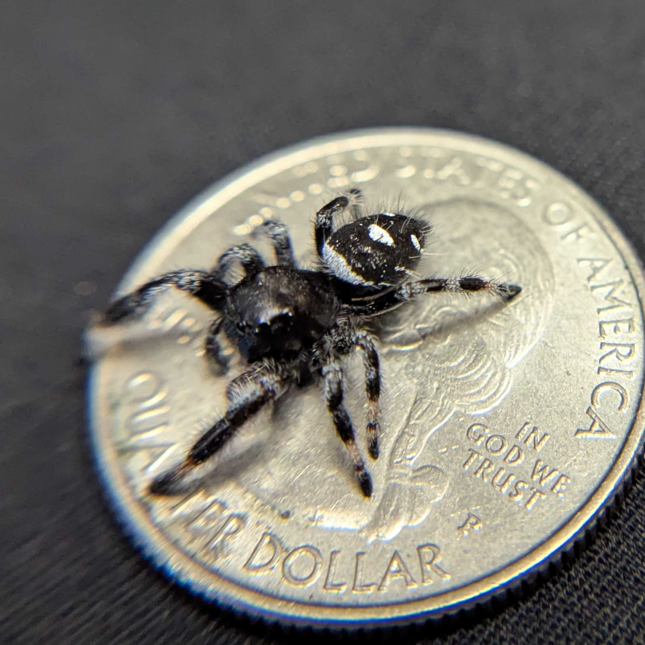 Regal Jumping Spider “Atlas”