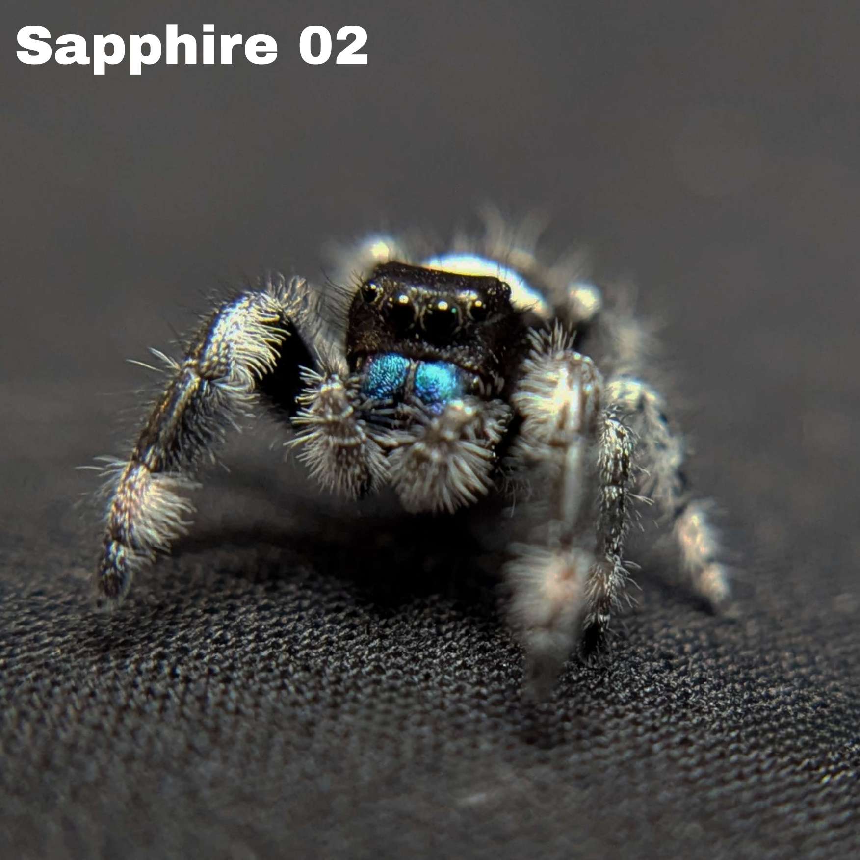 Regal Jumping Spider “Atlas”