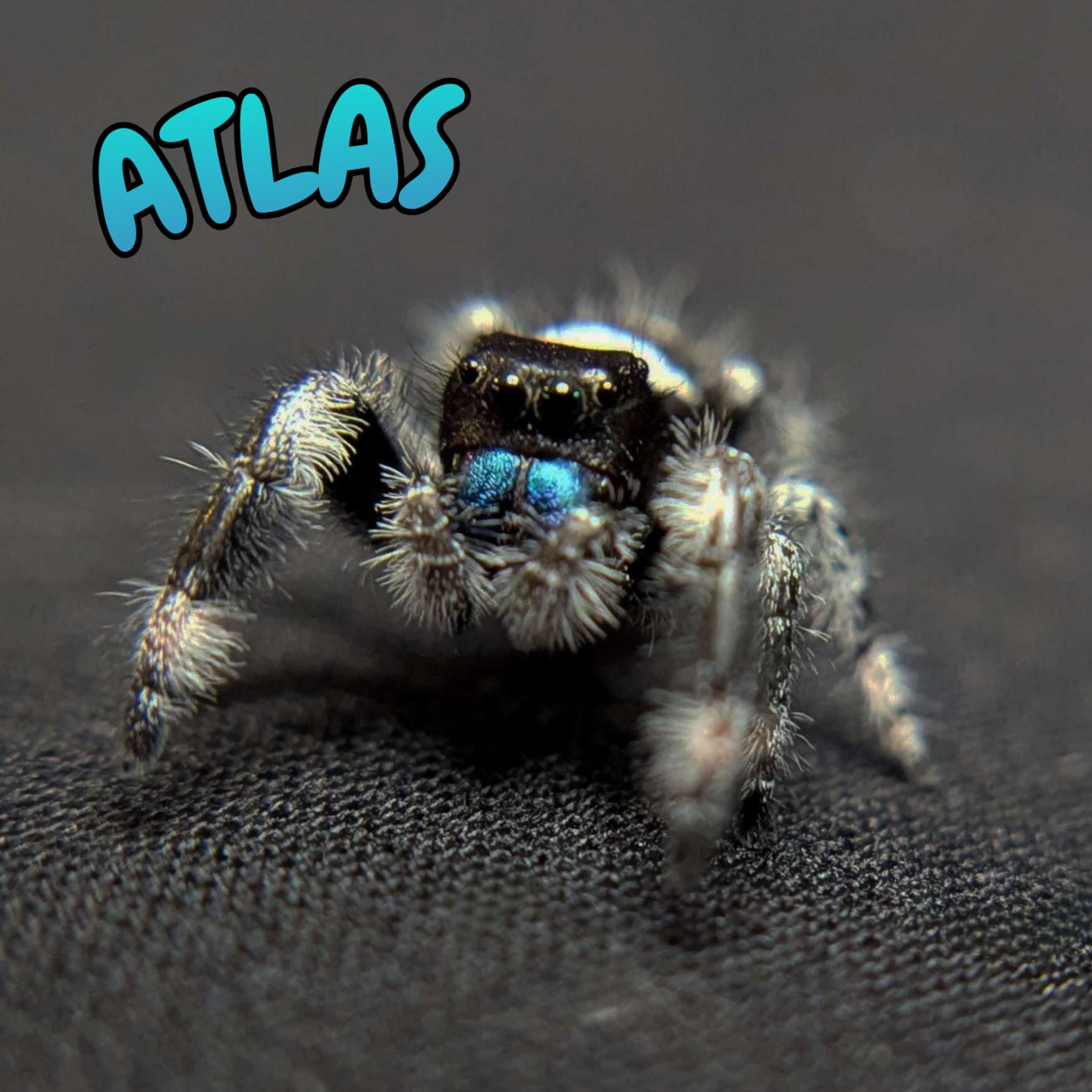 Regal Jumping Spider “Atlas”