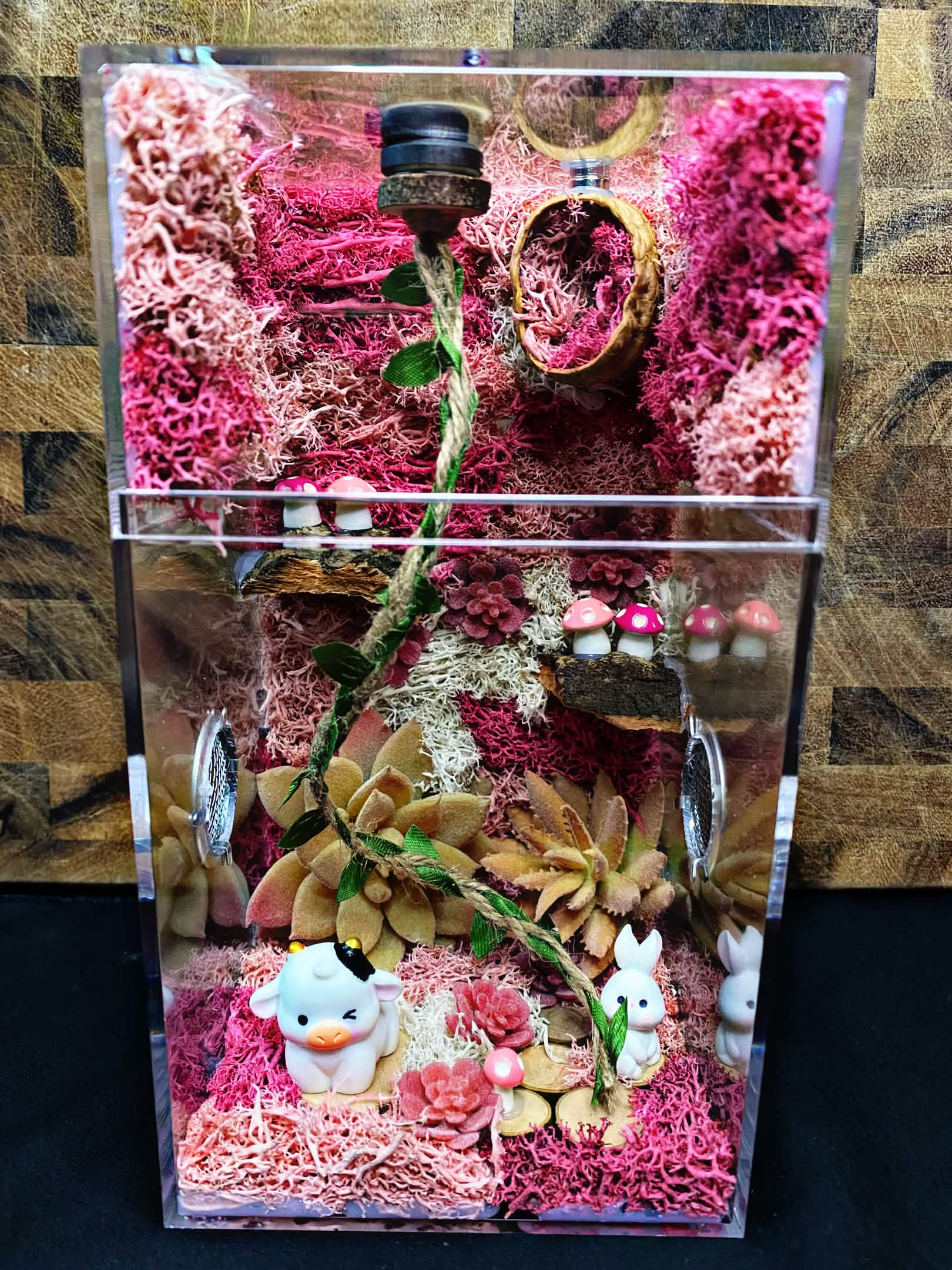 Custom Jumping Spider Enclosure