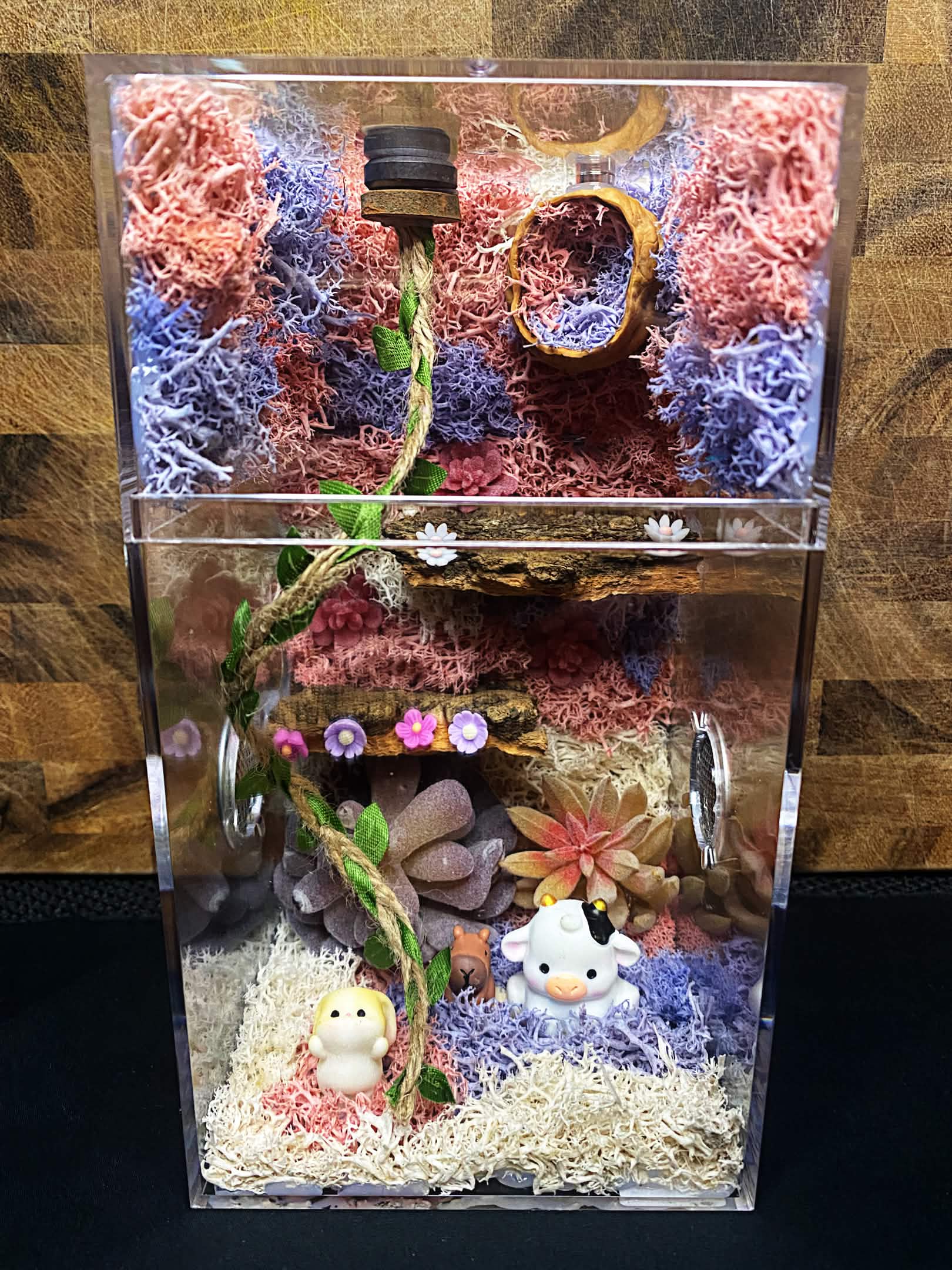 Custom Jumping Spider Enclosure