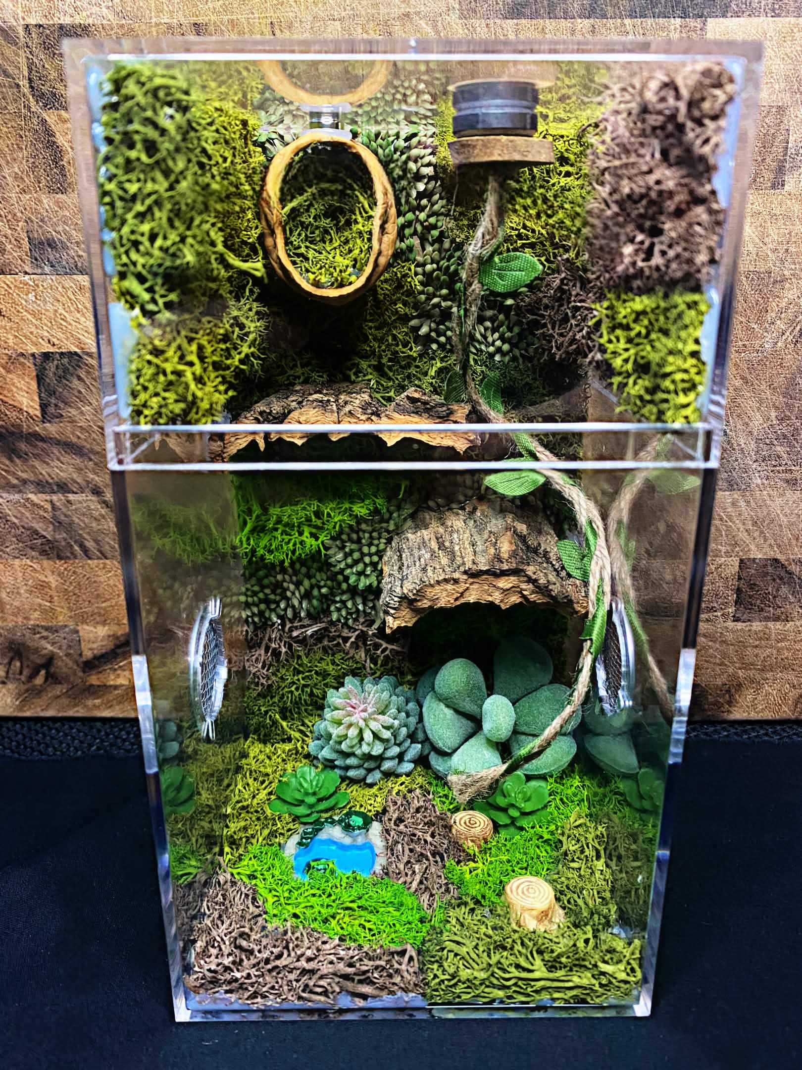 Custom Jumping Spider Enclosure