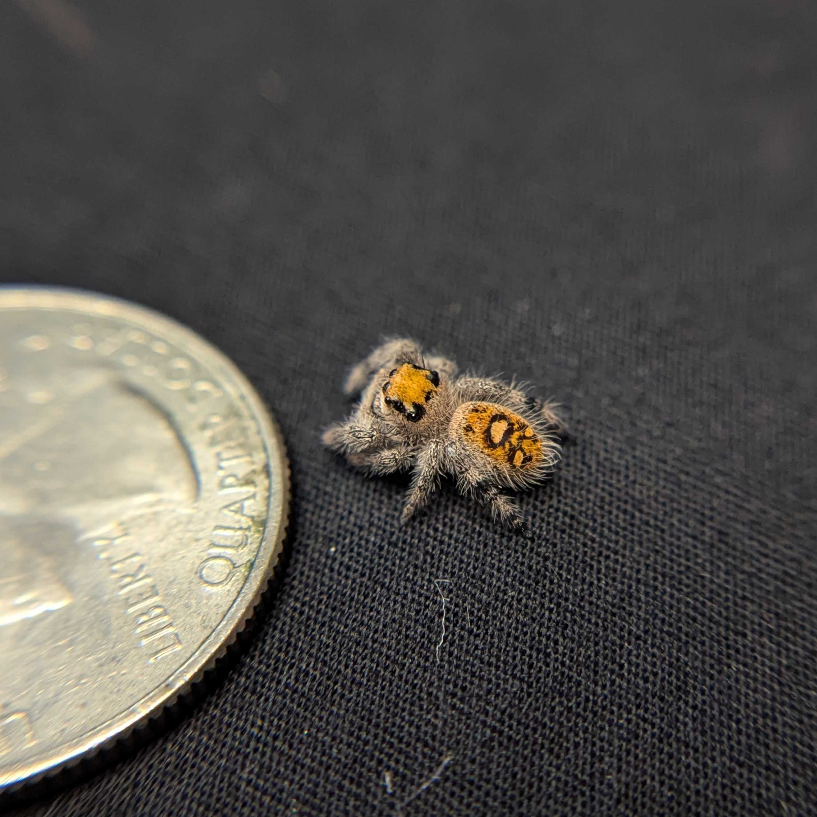 Regal Jumping Spider "Magenta"