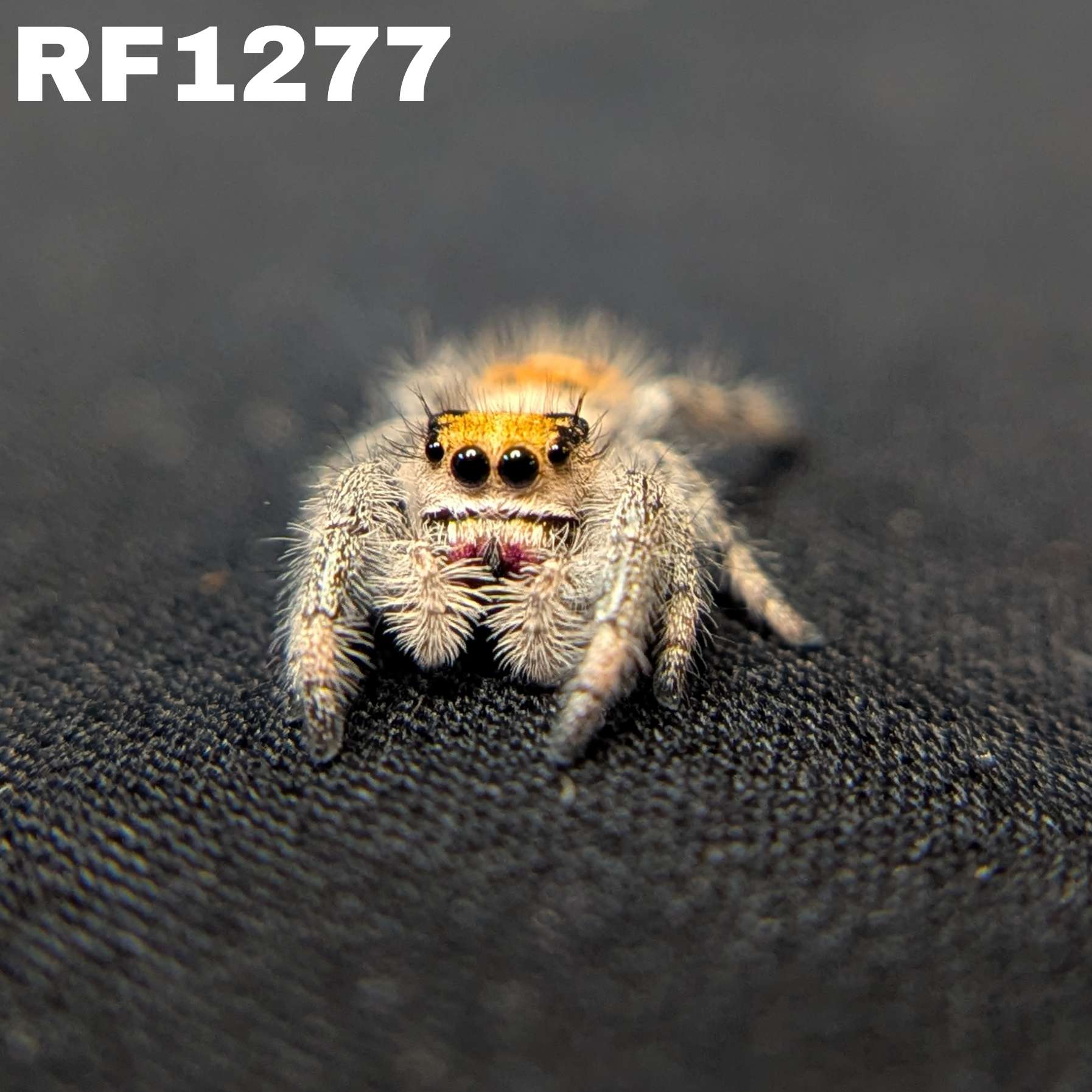 Regal Jumping Spider "Magenta"
