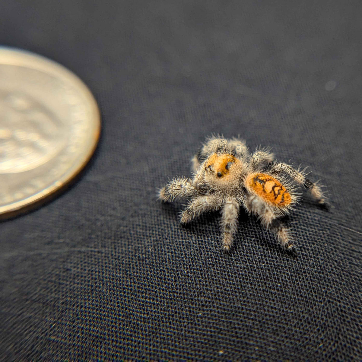 Regal Jumping Spider “Tater Tot”