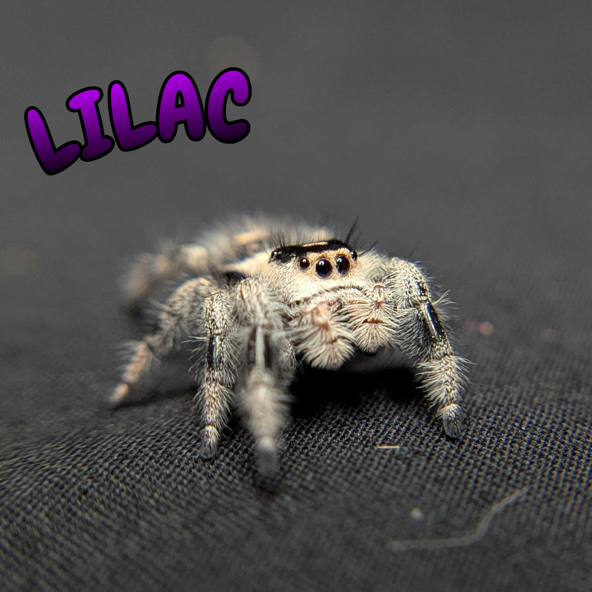 Regal Jumping Spider "Lilac"