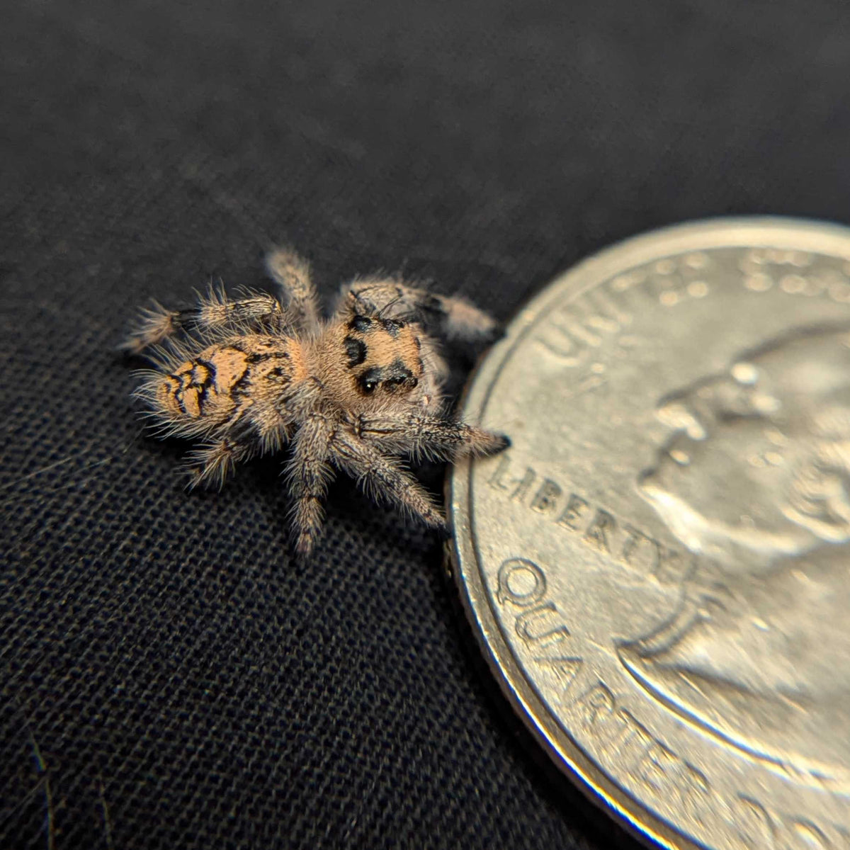 Regal Jumping Spider "Sweet"