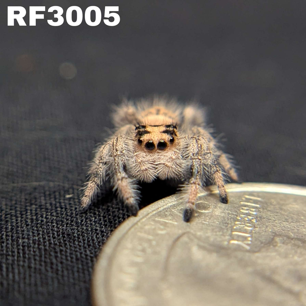 Regal Jumping Spider "Sweet"