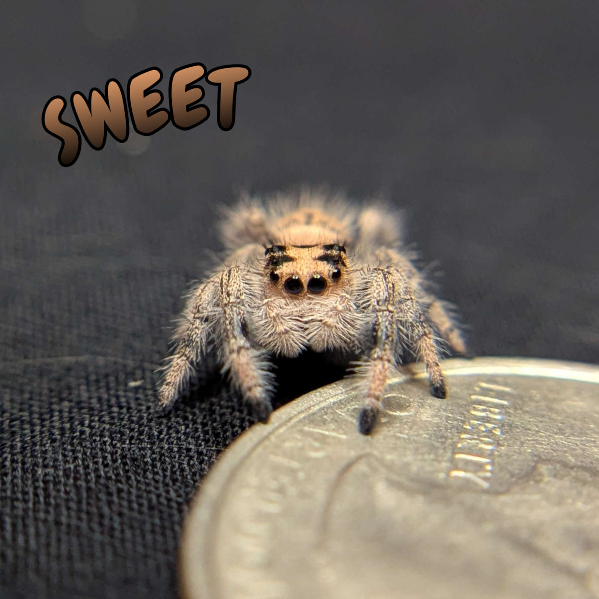 Regal Jumping Spider "Sweet"