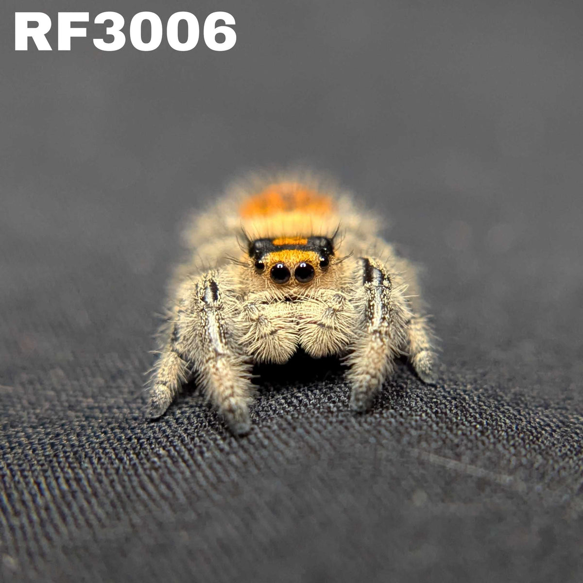 Regal Jumping Spider “Spice”