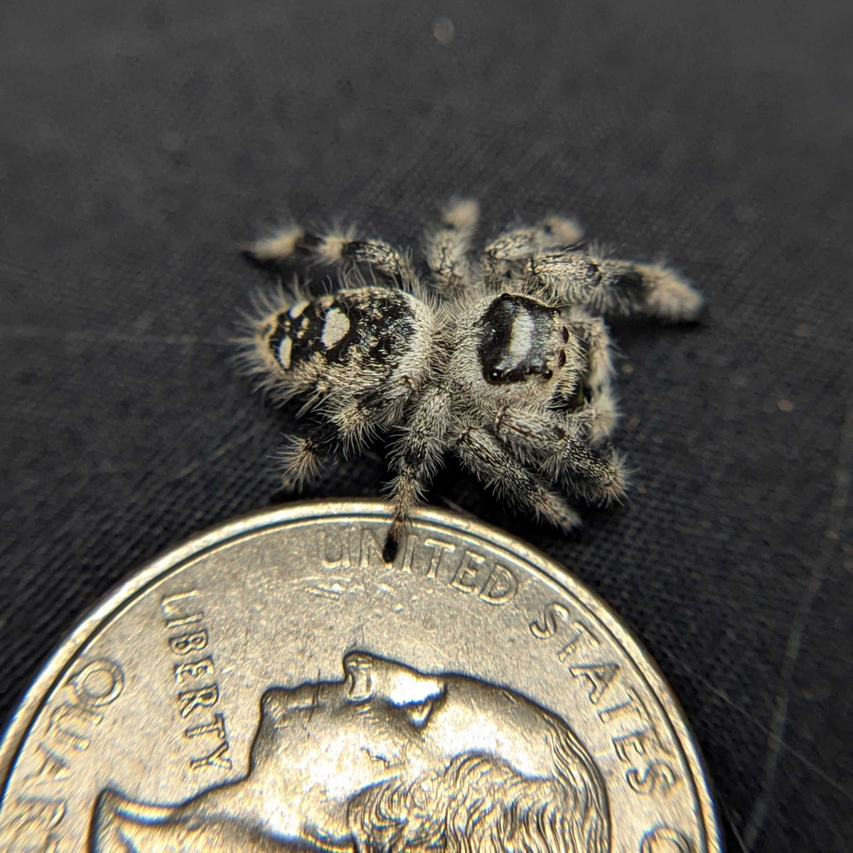Regal Jumping Spider "Imogen"