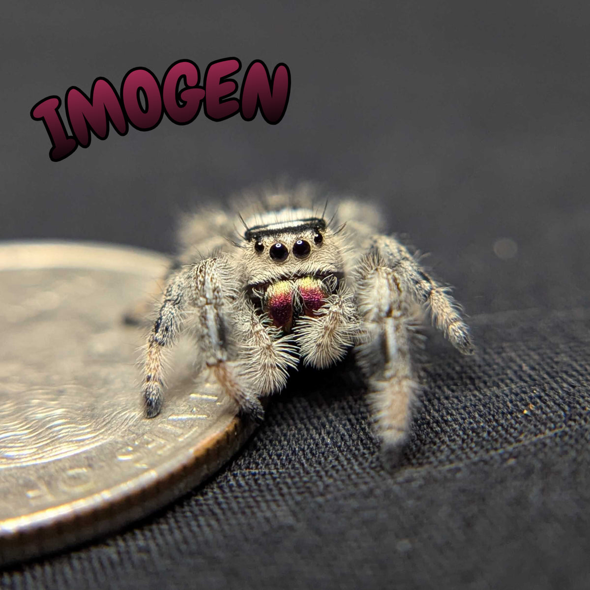 Regal Jumping Spider "Imogen"