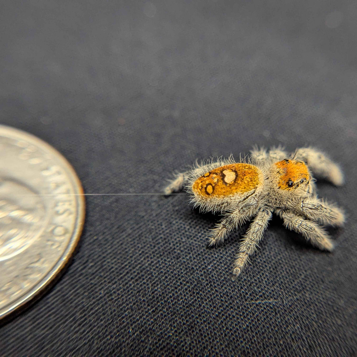 Regal Jumping Spider “Fern Spice”