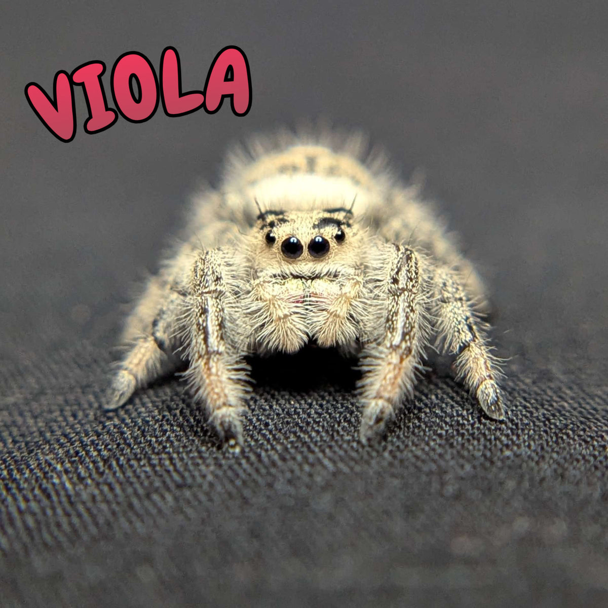 Regal Jumping Spider "Viola"