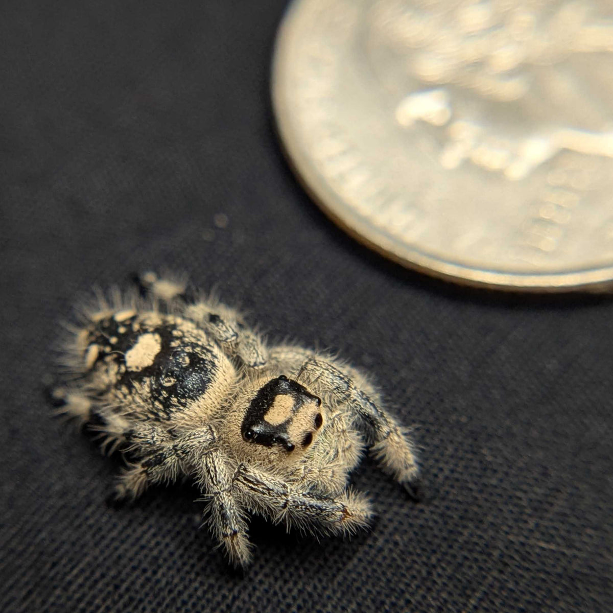 Regal Jumping Spider “Peanut Butter”