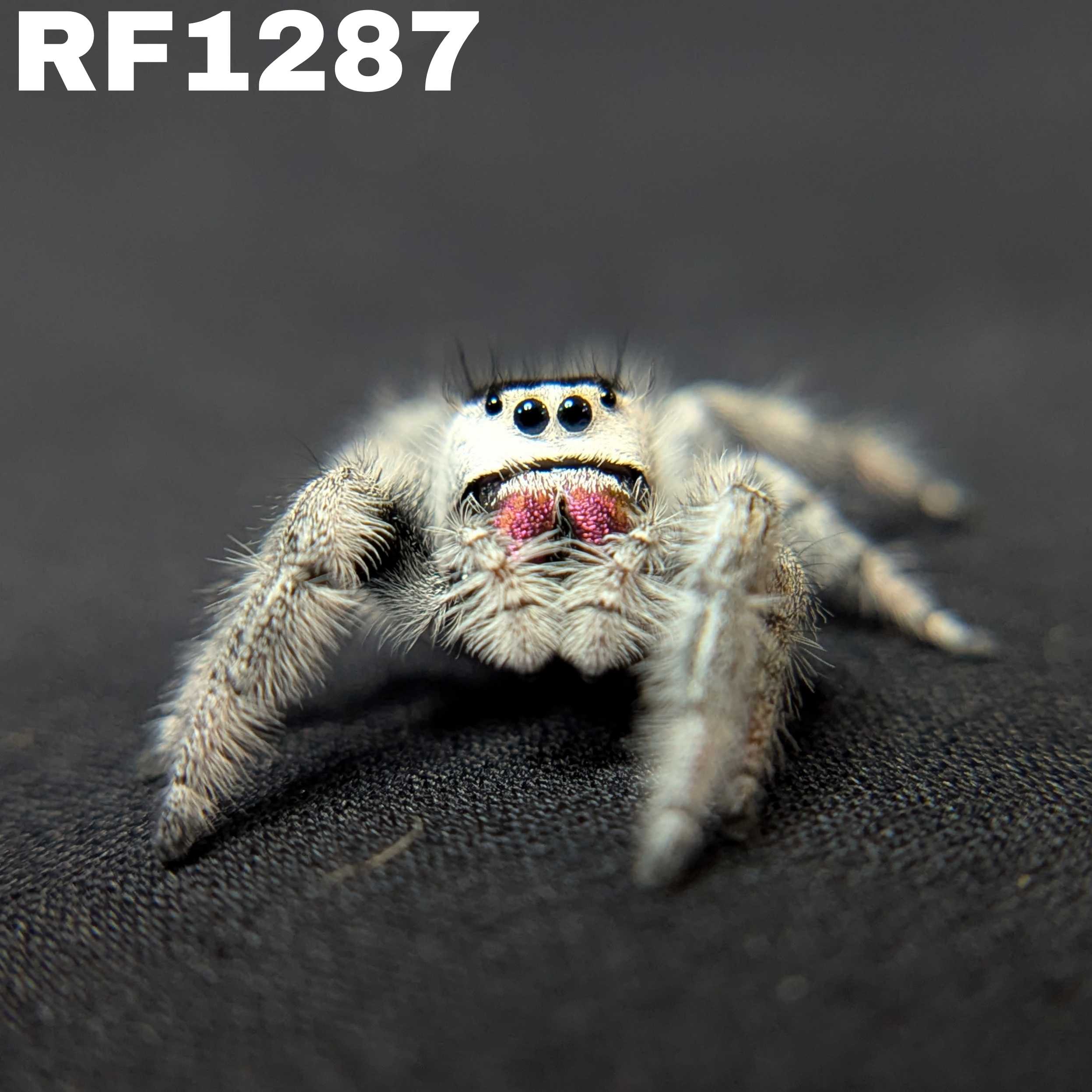 Regal Jumping Spider "Storm" (High White)