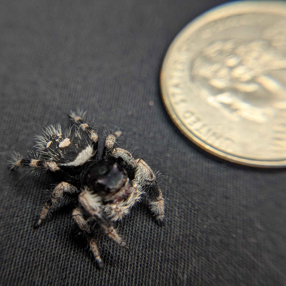 Regal Jumping Spider "Raisin"