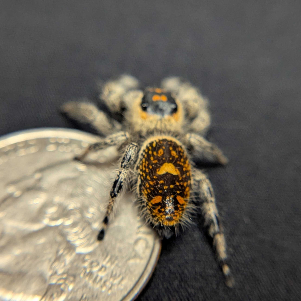 Regal Jumping Spider “Berry Biscuit”