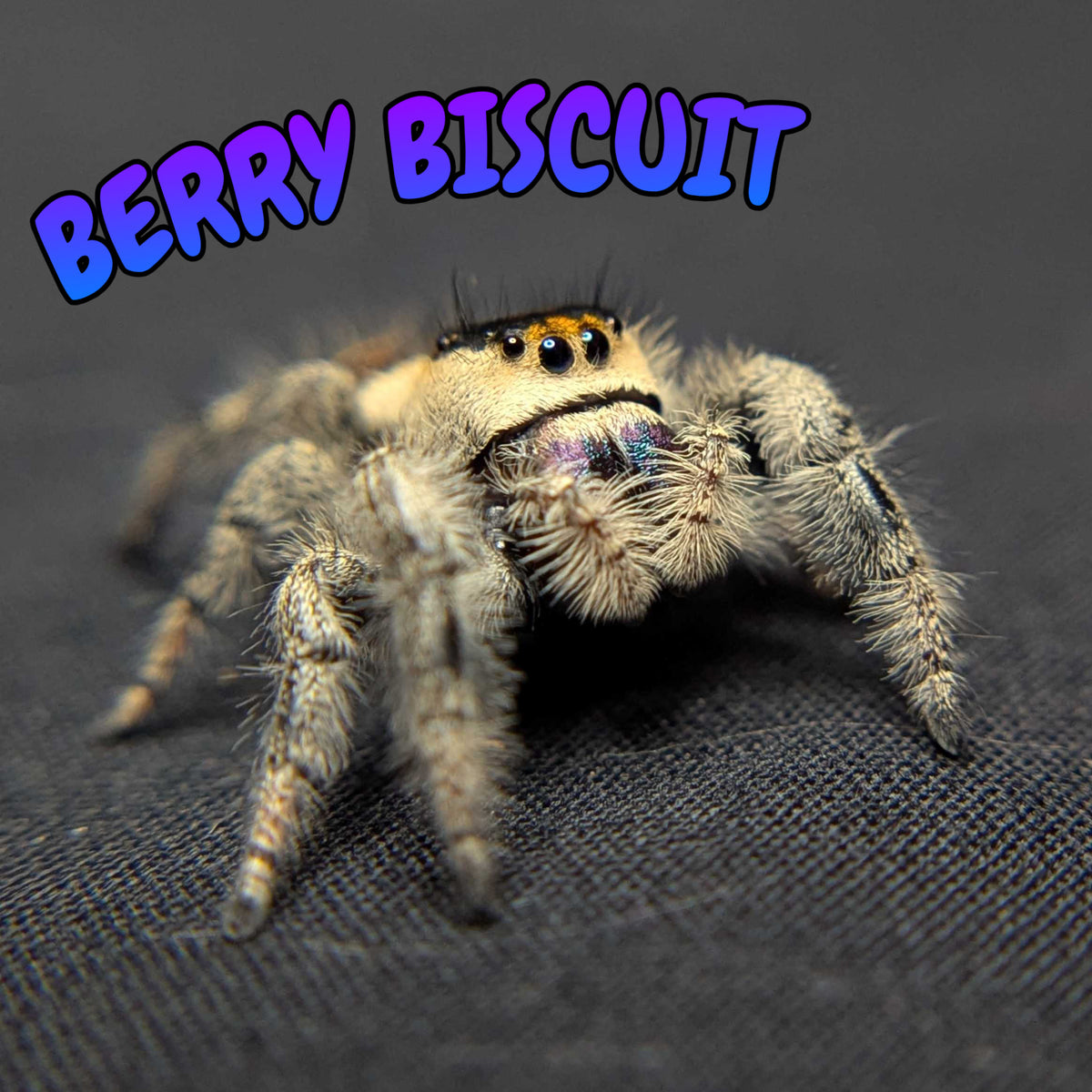 Regal Jumping Spider “Berry Biscuit”