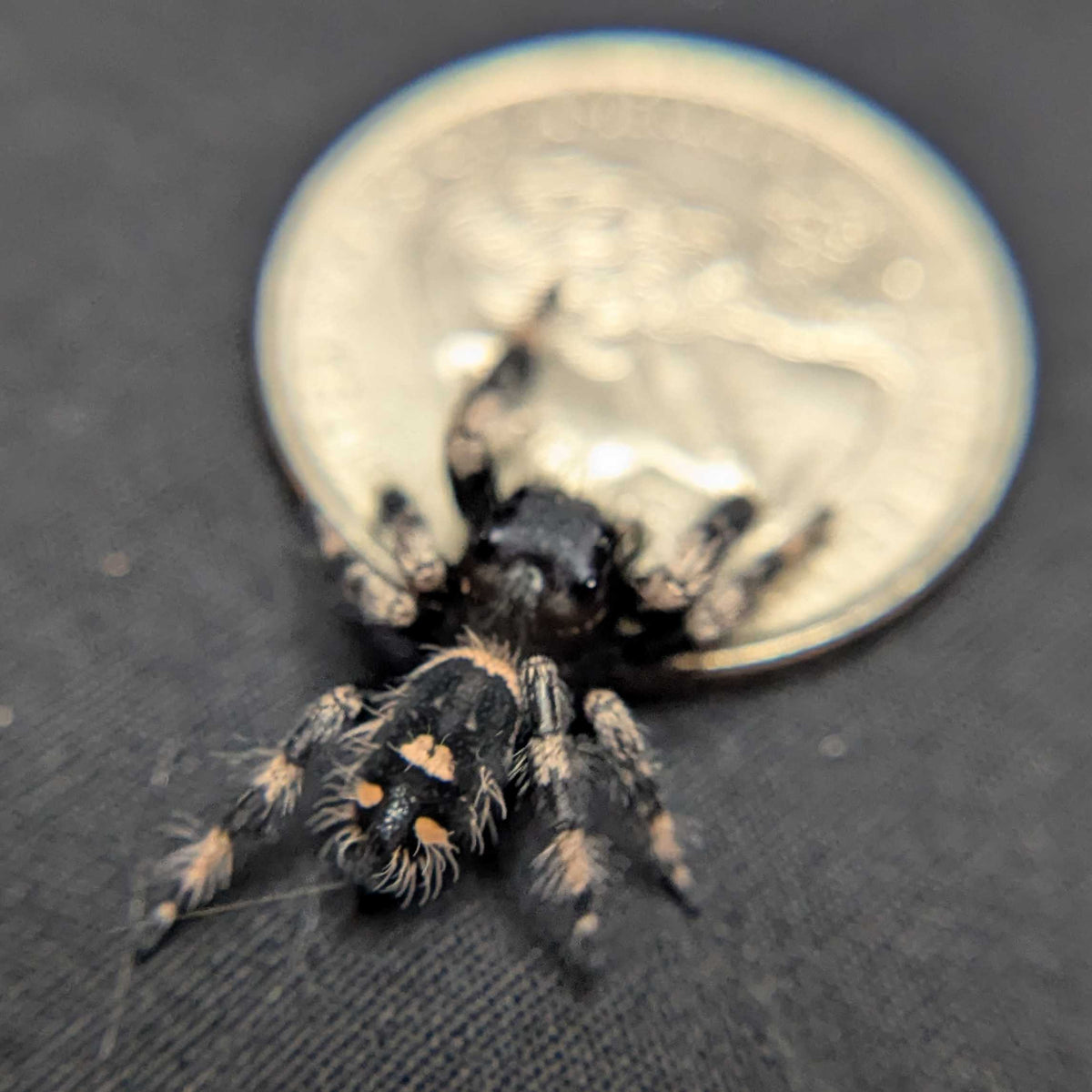 Regal Jumping Spider "Fig"