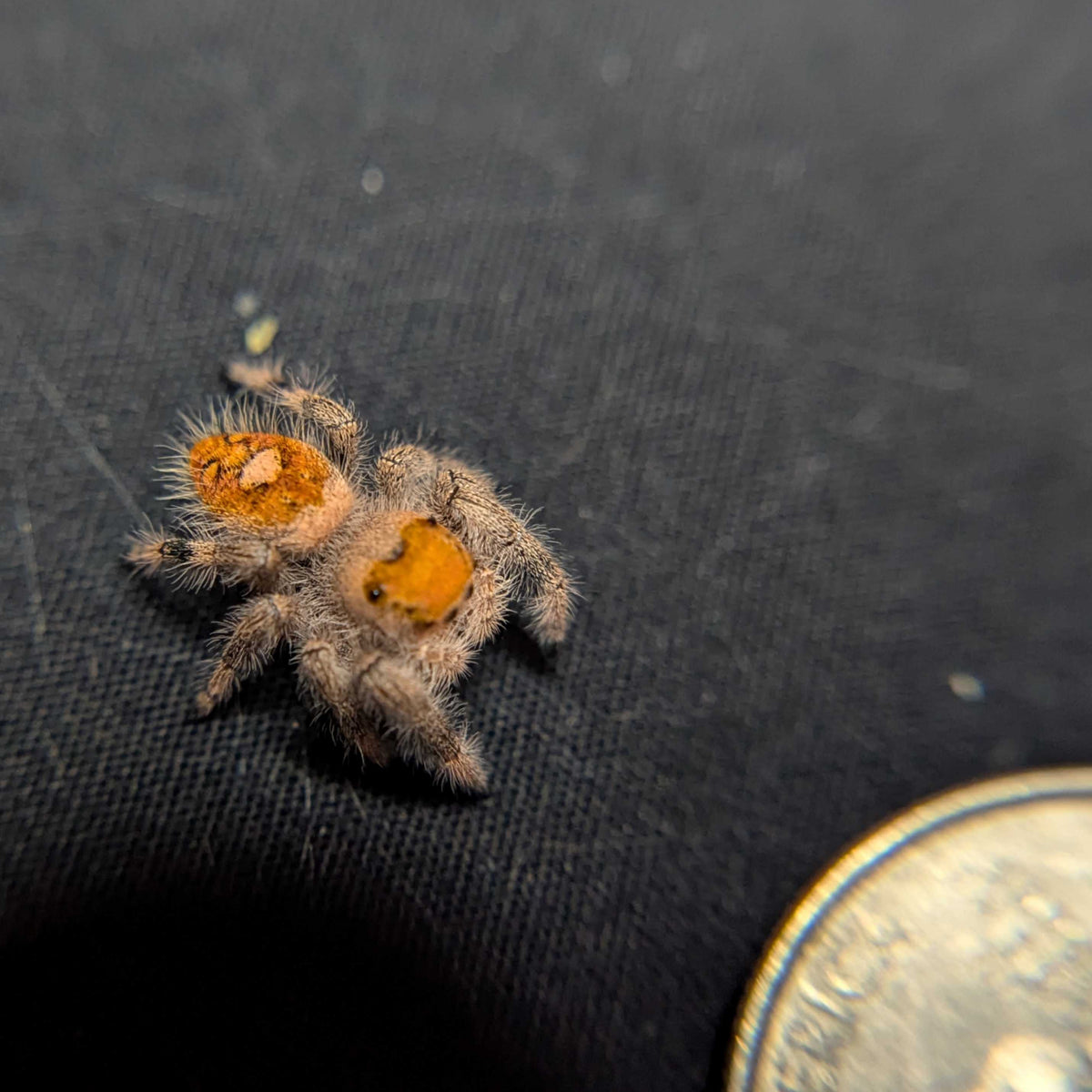 Regal Jumping Spider “Paprika”