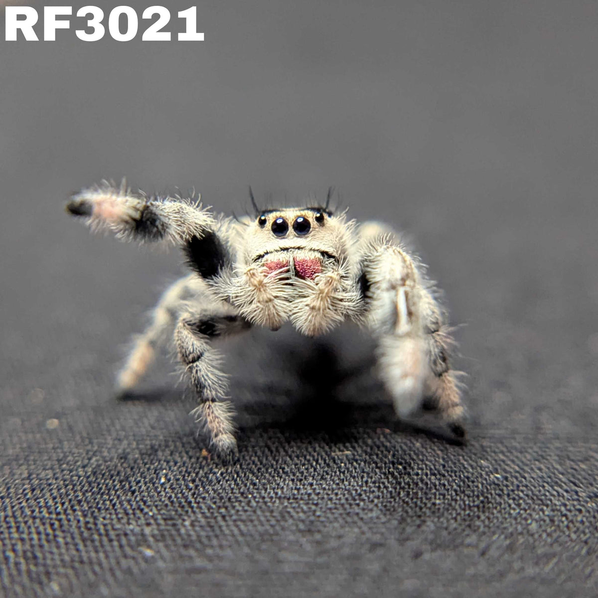 Regal Jumping Spider "Strawberry"