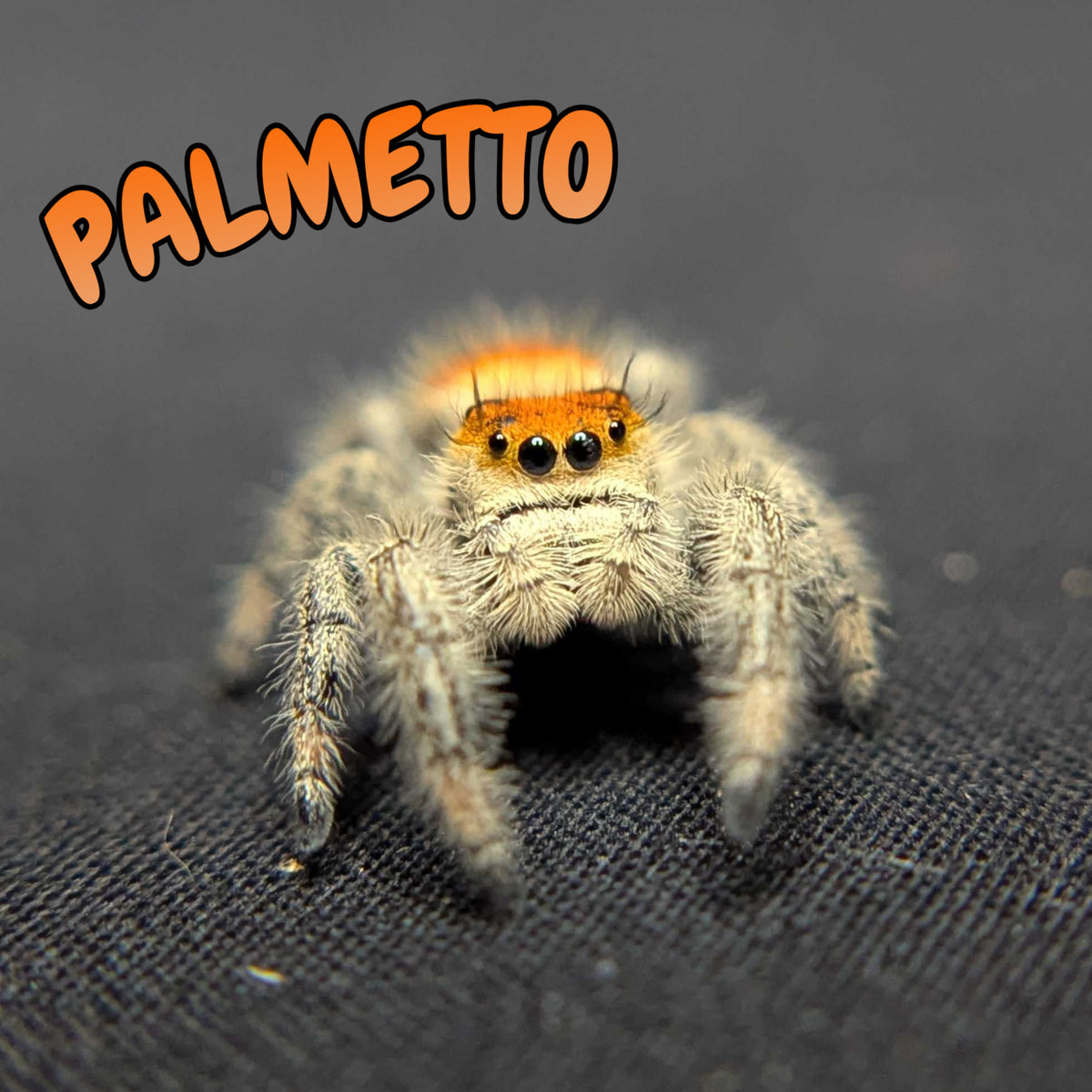 Regal Jumping Spider “Palmetto”